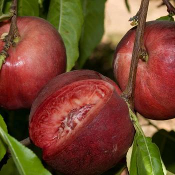 Prunus persica var. nucipersica 'Arctic Glo' 