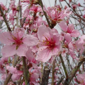 Prunus persica var. nucipersica 'Arctic Glo' (306994)