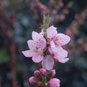 Prunus persica var. nucipersica 'Garden Delight' 