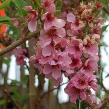 Prunus persica 'Golden Glory' 