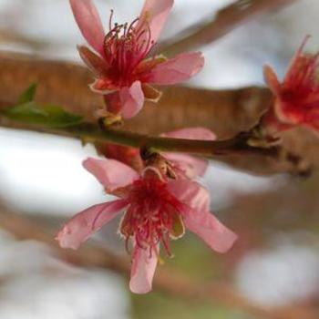 Prunus persica 'Starfire®' 