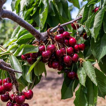 Prunus avium 'Chelan™' 