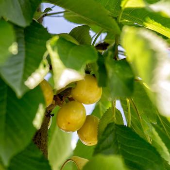 Prunus avium 'Gold' 