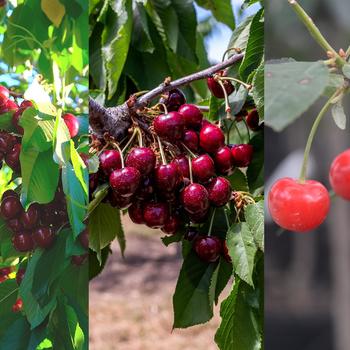 Prunus avium '3-in-1 Cold Climate'