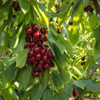 Prunus avium 'BlackGold™' 