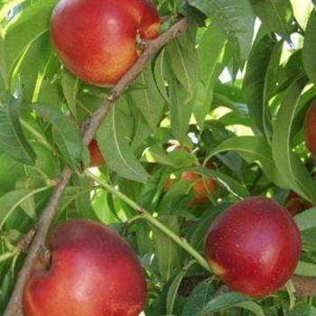 Prunus persica var. nucipersica 'Independence' (307012)