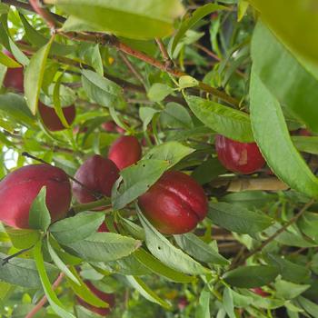 Prunus persica var. nucipersica 'Independence' 