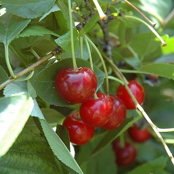 Prunus cerasus 'Crimson Passion' 