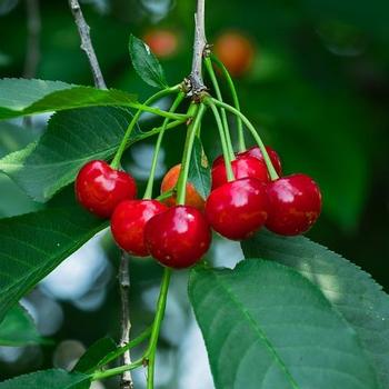Prunus cerasus 'CH5-31-32-3' 