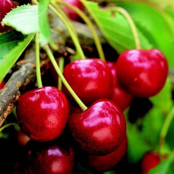 Prunus cerasus 'Sweet Thing' 