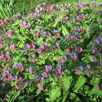 Pulmonaria 'Celebration'