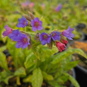 Pulmonaria 'Celebration' (307019)