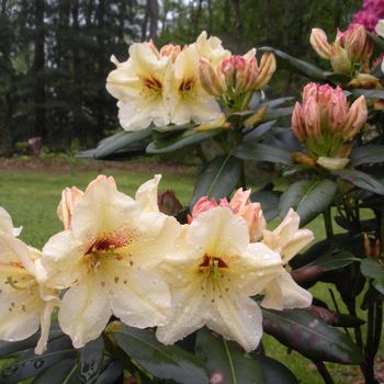Rhododendron 'QbackB' PP27083
