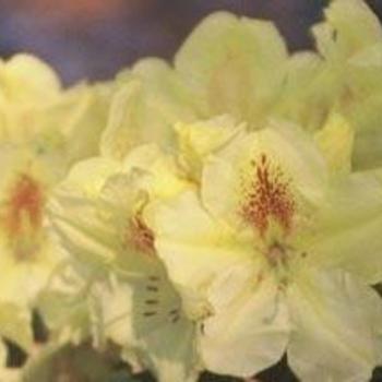 Rhododendron 'Absolute Citron' 