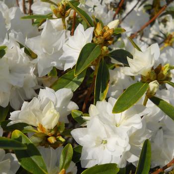 Rhododendron 'April Snow' 