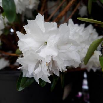 Rhododendron 'April Snow' (307027)