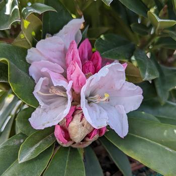Rhododendron 'Cherry Cheesecake' (307029)