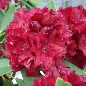 Rhododendron 'Double Besse' 