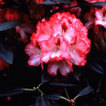 Rhododendron 'Hachmann's Polaris' 