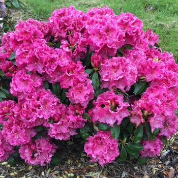 Rhododendron 'Holden's Raspberry Ruffles' 