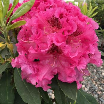 Rhododendron 'Holden's Raspberry Ruffles' (307035)