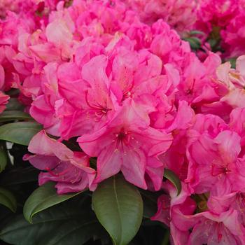 Rhododendron 'Holden's Fuchsia' PP34,541