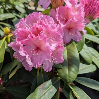 Rhododendron 'Holden's Fuchsia' (307037)