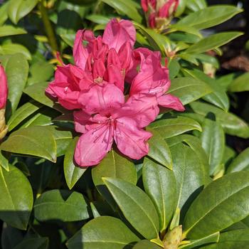 Rhododendron 'Holden's Pink' PP34,628
