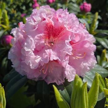 Rhododendron 'Holden's Pink Flare' (307039)
