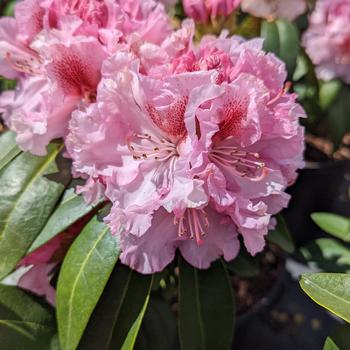 Rhododendron 'Holden's Pink Flare' (307040)