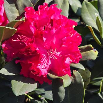 Rhododendron 'Holden's Red' (307041)