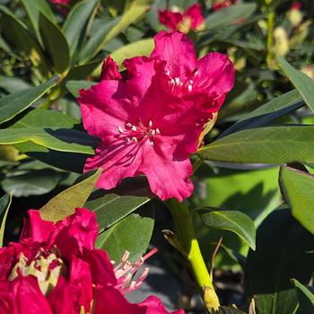 Rhododendron 'Holden's Red' (307042)