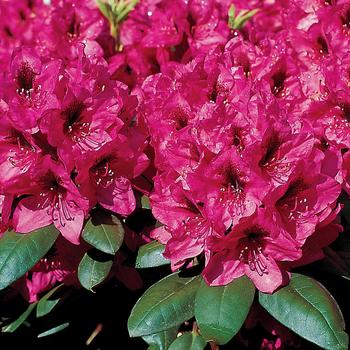 Rhododendron yakushimanum 'Mendosino' 