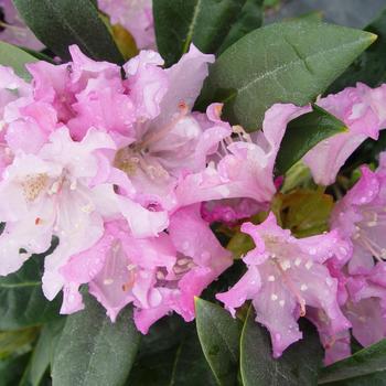 Rhododendron 'Pohjolas Daughter' 