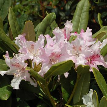 Rhododendron 'Pohjolas Daughter' (307045)