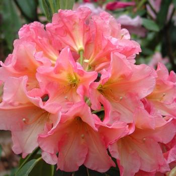 Rhododendron 'Rio Salsa' 