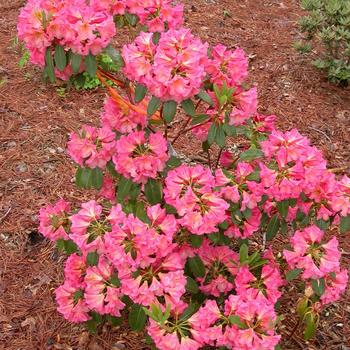 Rhododendron 'Rio Salsa' (307047)