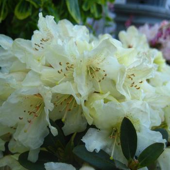 Rhododendron 'Towhead' 