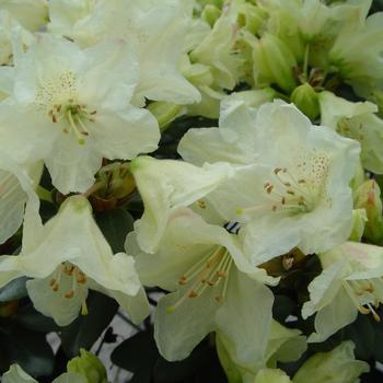 Rhododendron 'Towhead' (307049)