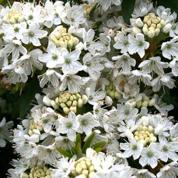 Rhododendron diversipilosum. 'Milky Way' 