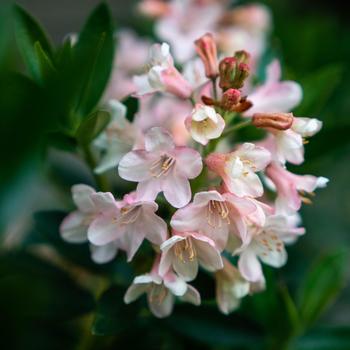 Rhododendron 