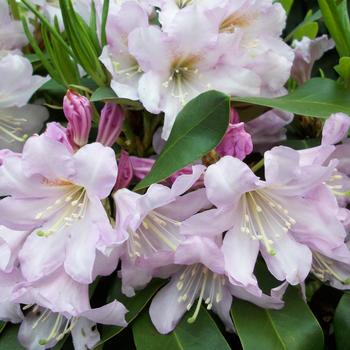 Rhododendron inkarho 'Lakeview Pink' 