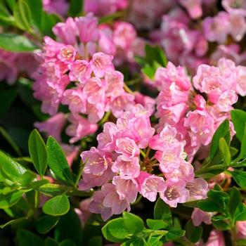 Rhododendron 