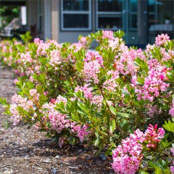 Rhododendron Bloombux® '' (307055)