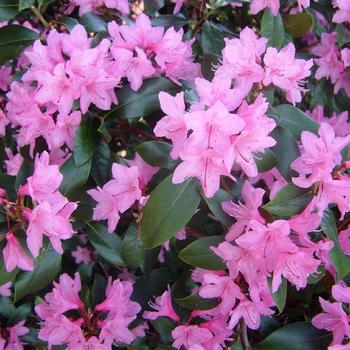 Rhododendron 'June Pink' 