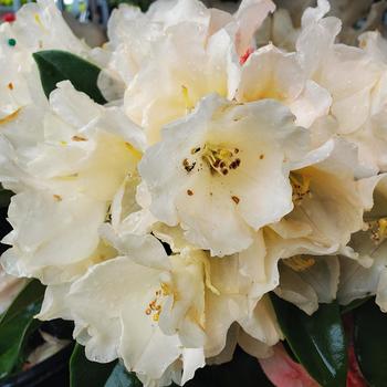 Rhododendron 'Golden Torch' 