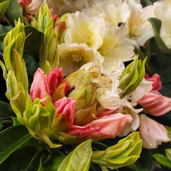 Rhododendron 'Golden Torch' (307059)
