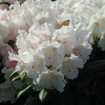 Rhododendron yakushimanum 'Mist Maiden' 