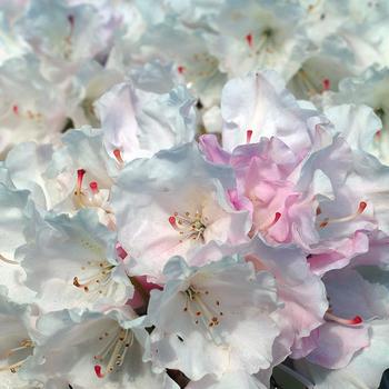 Rhododendron yakushimanum 'Mist Maiden' (307061)