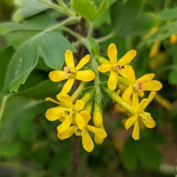 Ribes odoratum 'Sunny Bouquet™' (307065)